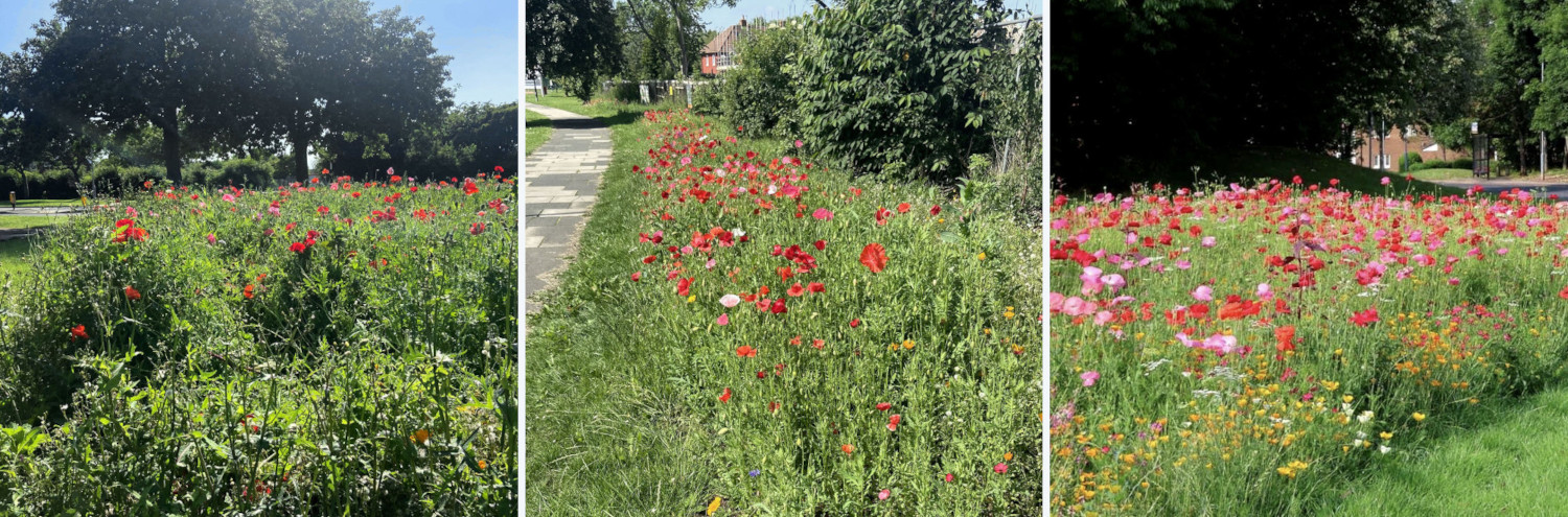 Vibrant wildflowers growing in Middlesbrough
